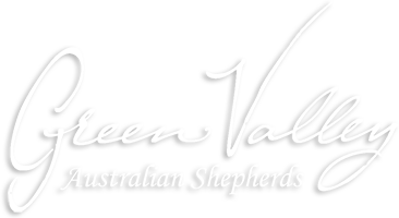 Green Valley Australian Shepherds