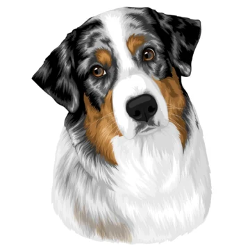 June - Green Valley Australian Shepherd