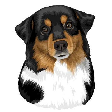 Australian Shepherd - Lolli