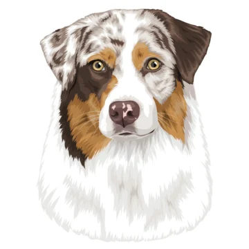 Australian Shepherd - Michie