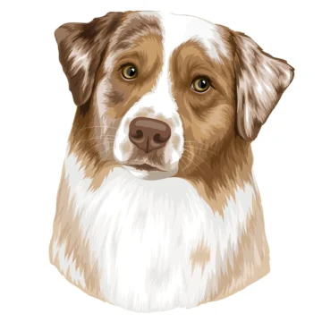 Empanada - Green Valley Australian Shepherd