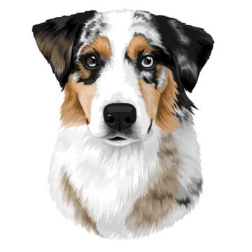 Nala - Green Valley Australian Shepherd