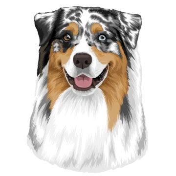 Australian Shepherd - Oakley