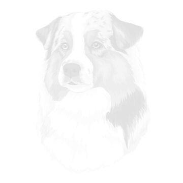 Bluey - Green Valley Australian Shepherd