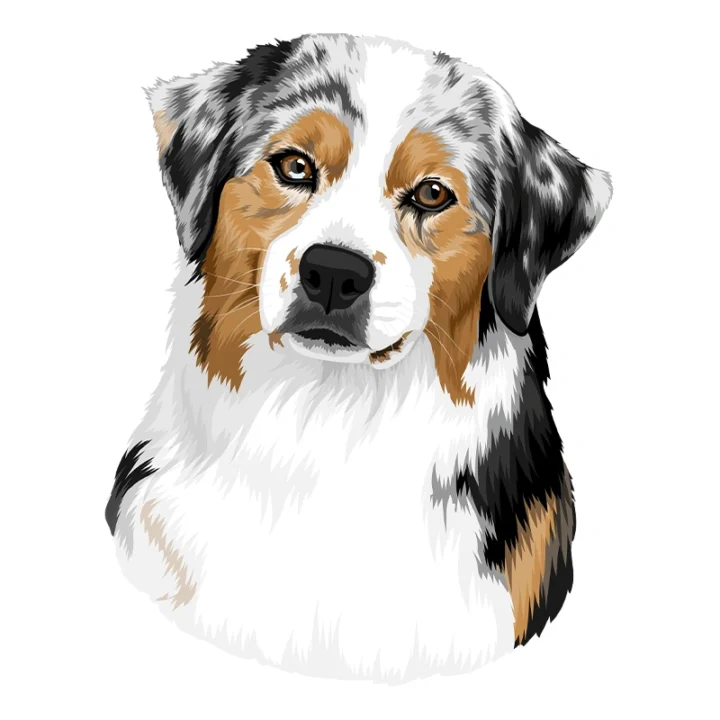 Poppy - Green Valley Australian Shepherd