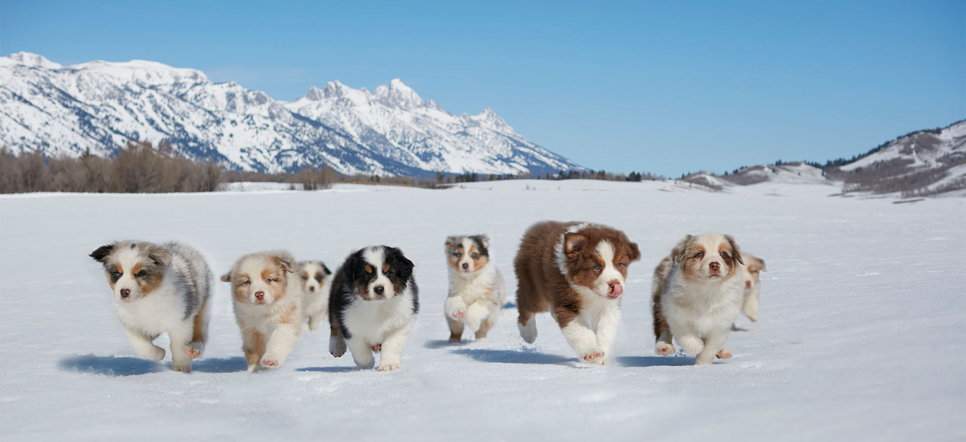 Our Dogs - Green Valley Australian Shepherds